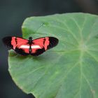 Roter Schnetterling