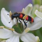 roter Schönling auf weißem Grund