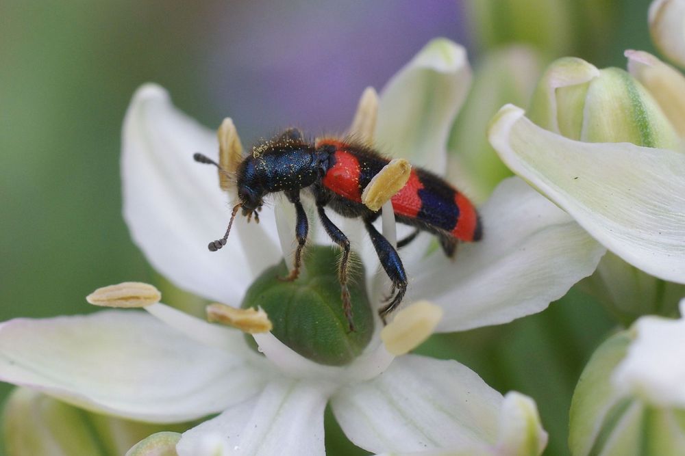 roter Schönling auf weißem Grund