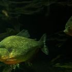 Roter Schulterfleck - Piranha