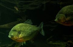 Roter Schulterfleck - Piranha