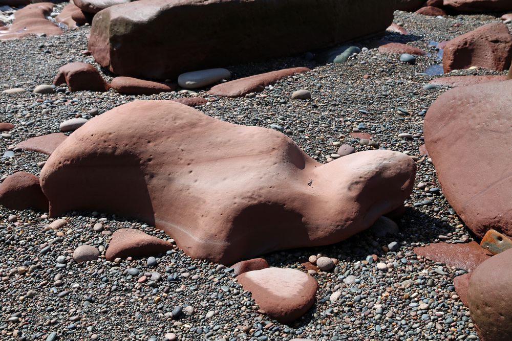 Roter Seehund - Roter Sandstein
