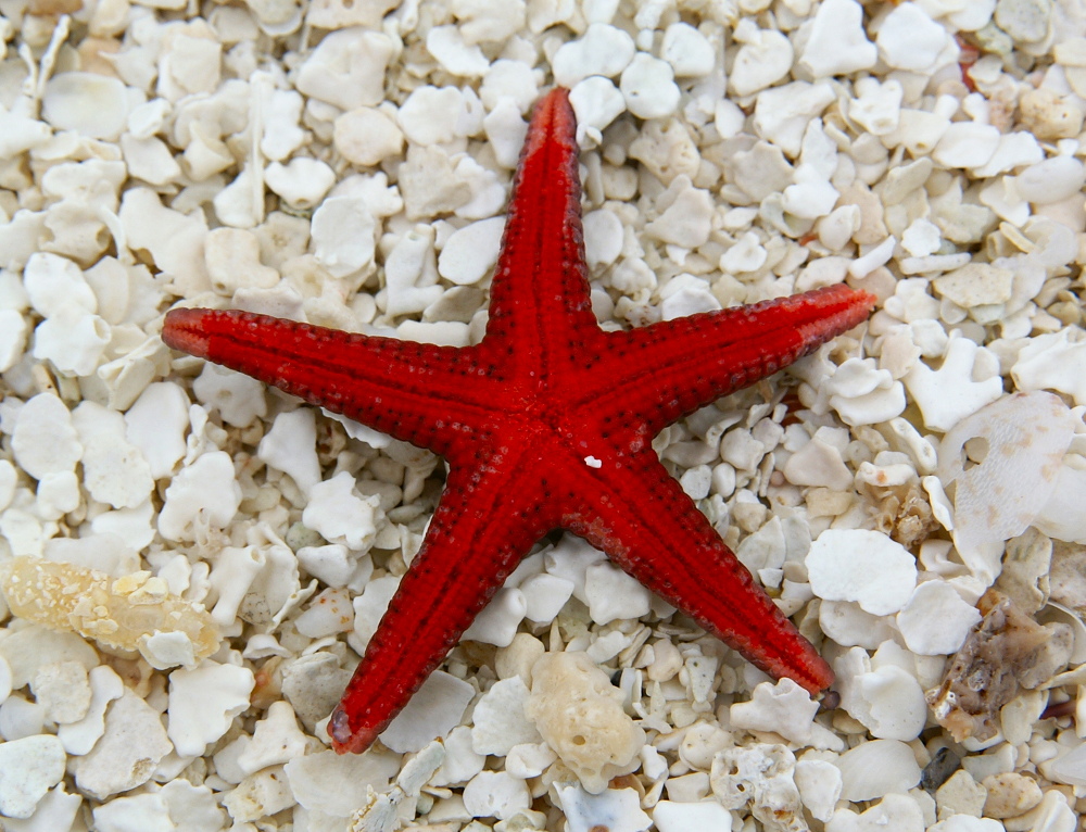 Roter Seestern Foto Bild Landschaft Meer Strand Strandmakros Bilder Auf Fotocommunity