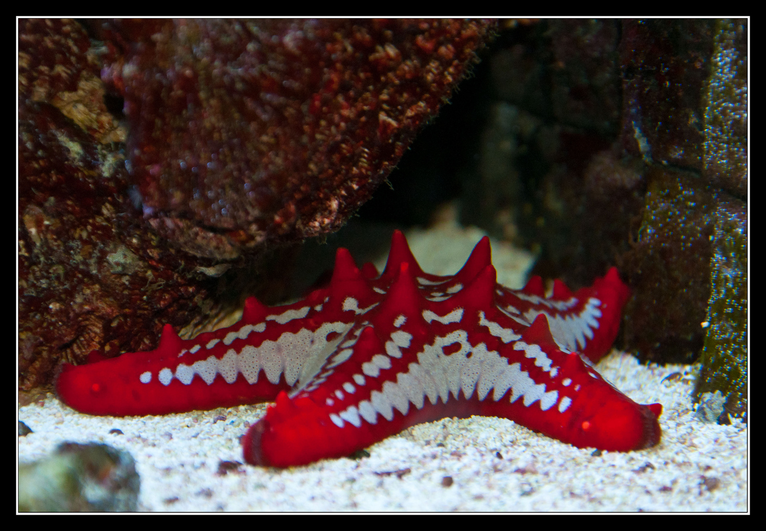 Roter Seestern Foto Bild Tiere Zoo Wildpark Falknerei Zoo Aquaristik Bilder Auf Fotocommunity