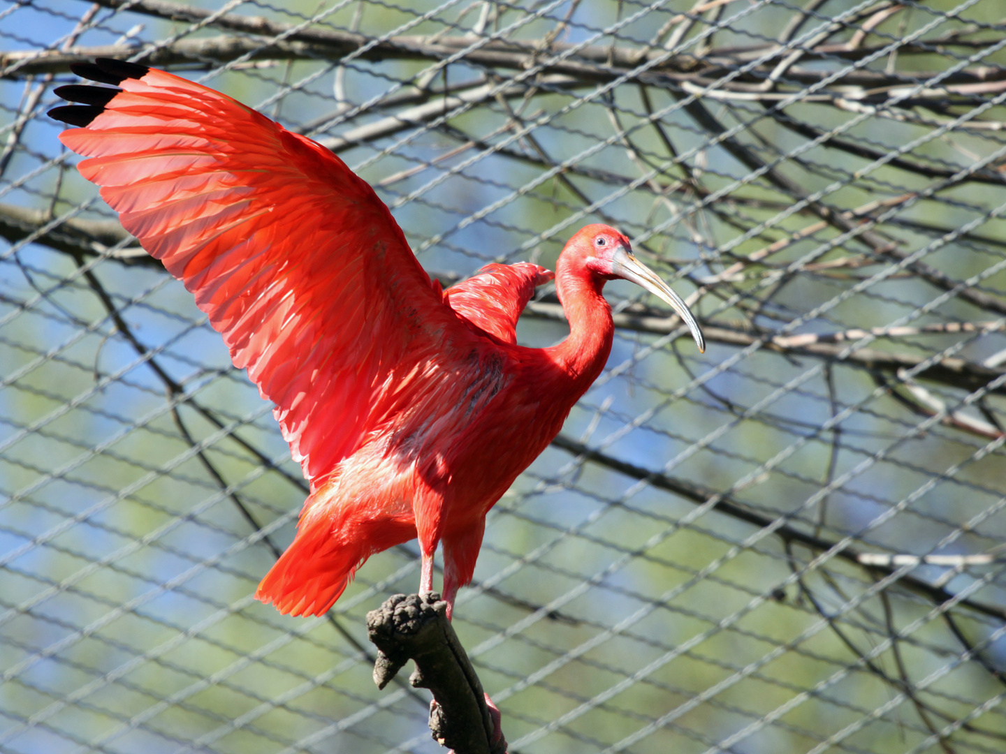 Roter Sichler