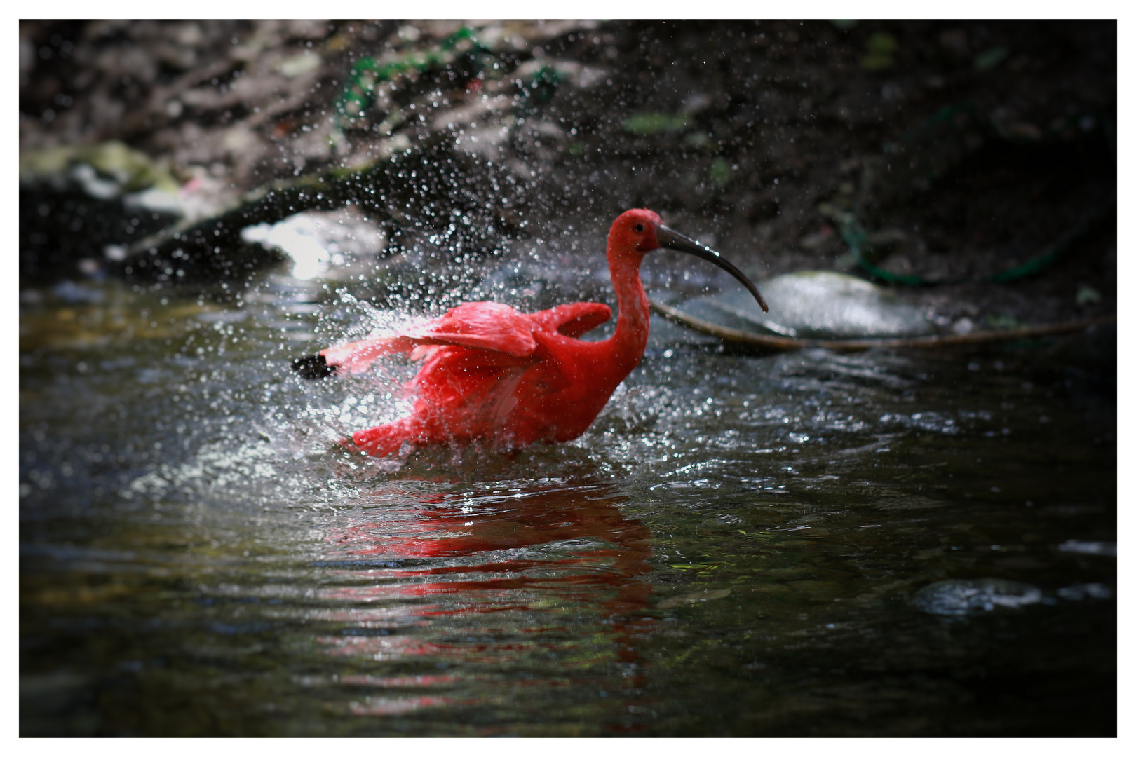 Roter Sichler 1