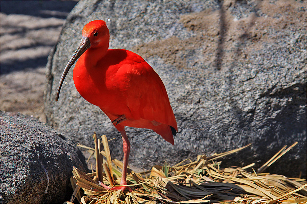 Roter Sichler