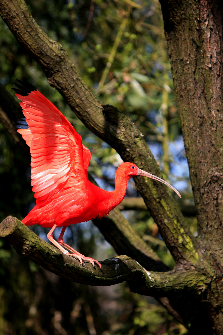 Roter Sichler