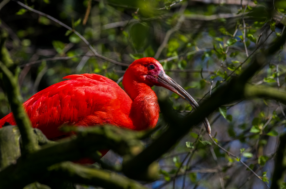 Roter Sichler