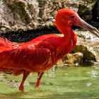 Roter Sichler beim Baden 001