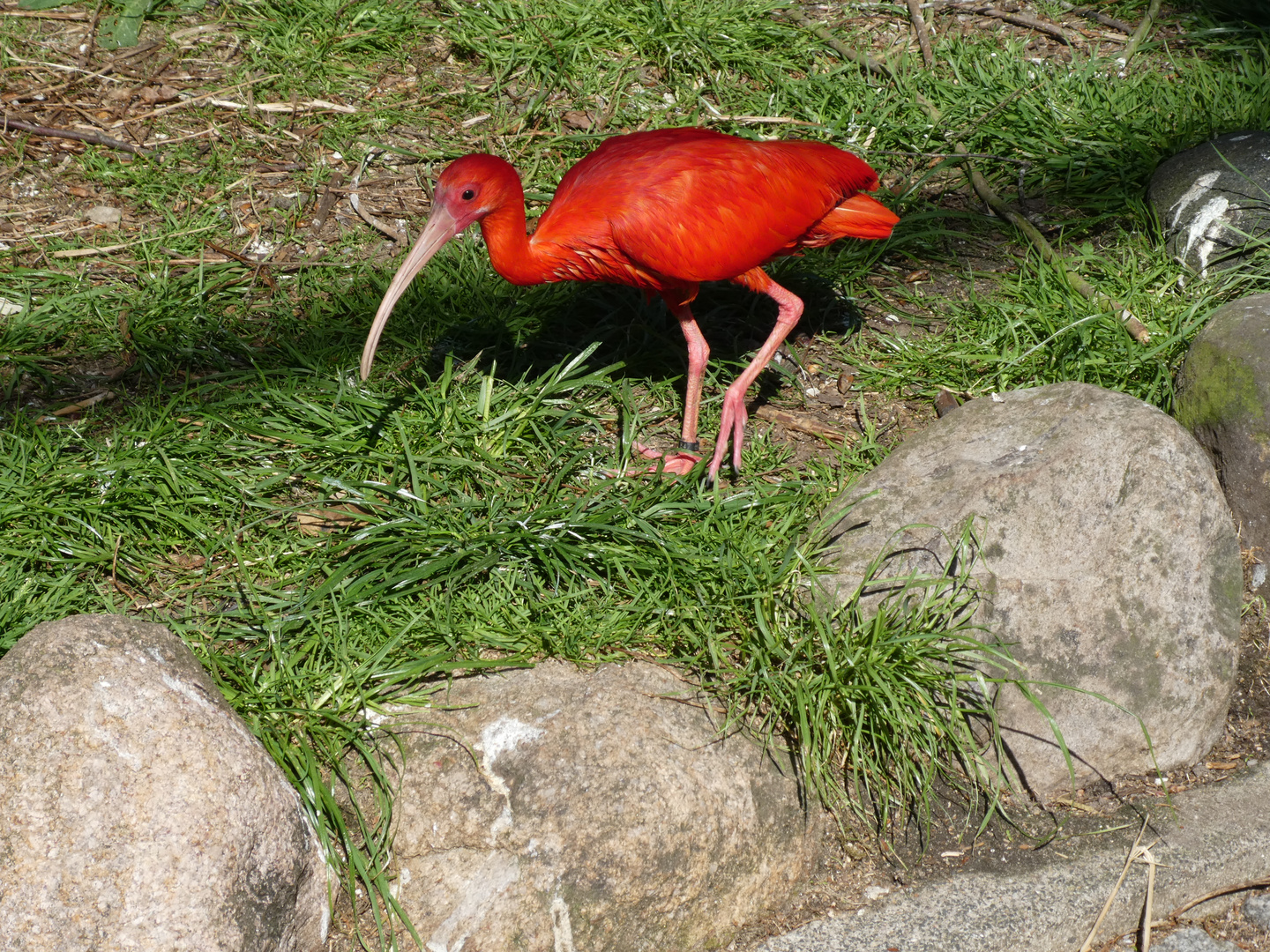 Roter Sichler  -  Eudocimus ruber