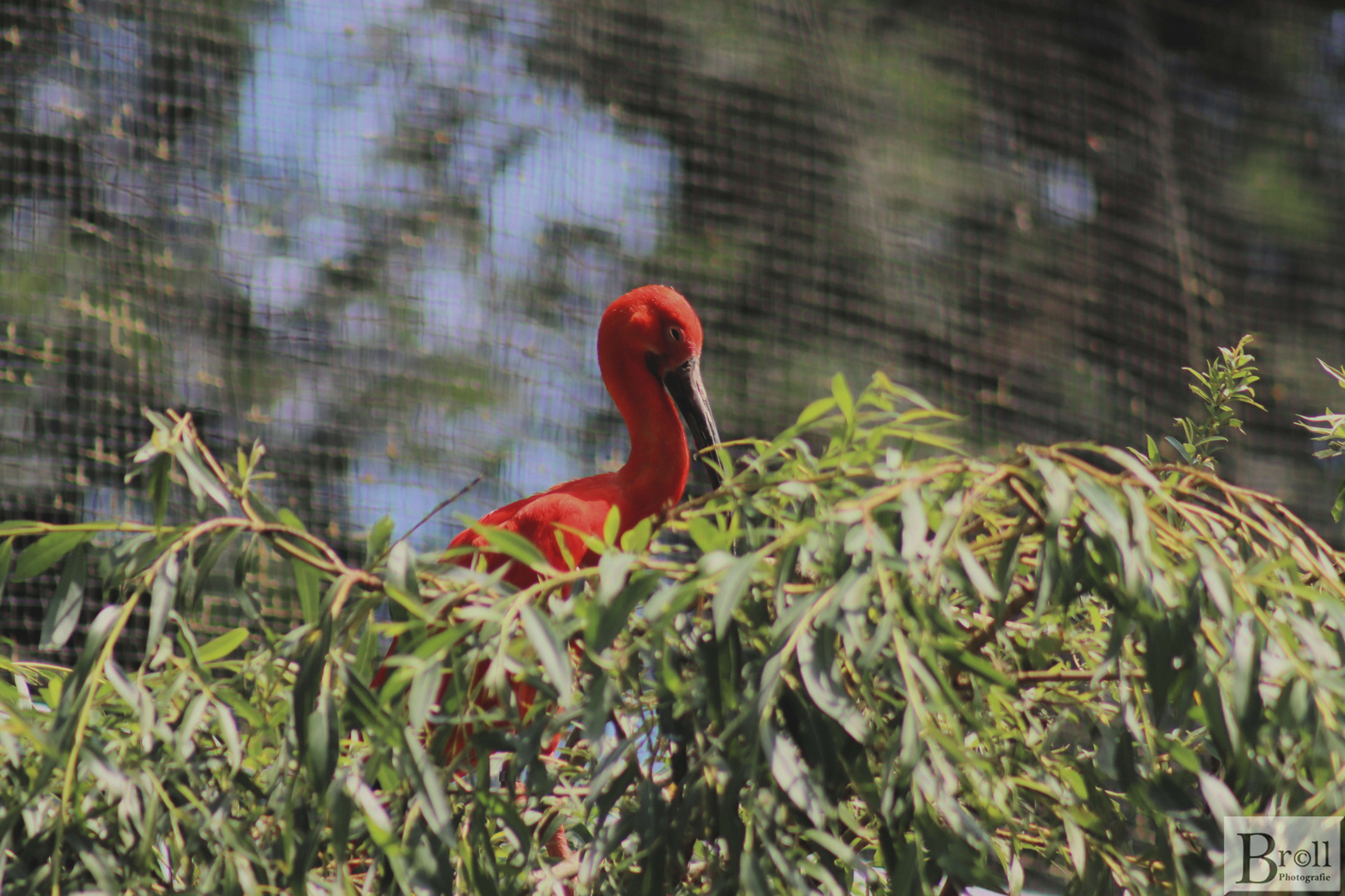 Roter Sichler (Eudocimus ruber)