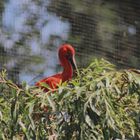 Roter Sichler (Eudocimus ruber)