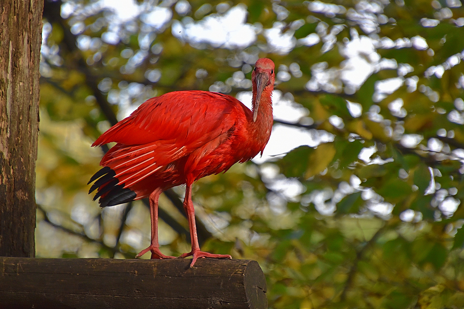 Roter Sichler ( Eudocimus ruber ) 