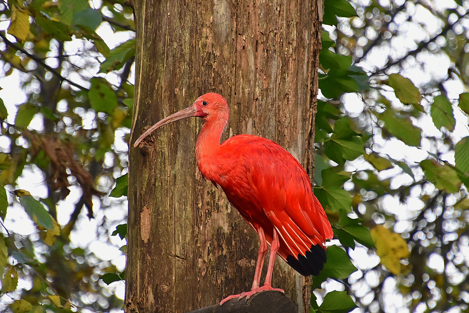 Roter Sichler ( Eudocimus ruber )