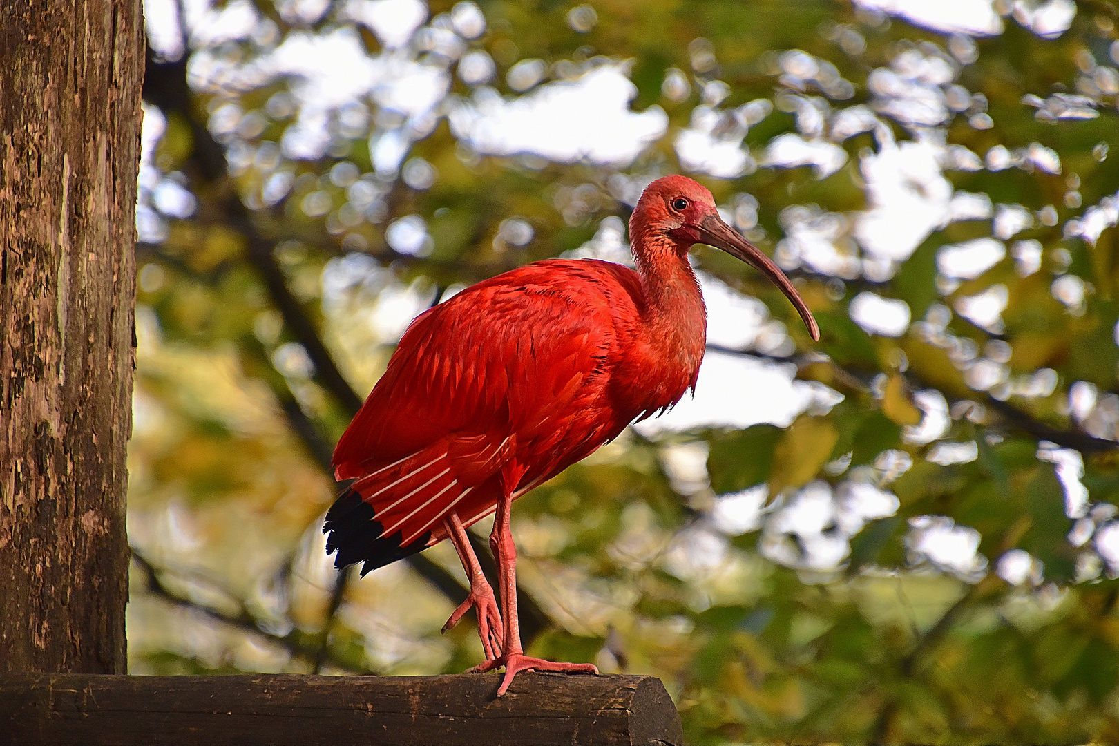 Roter Sichler ( Eudocimus ruber )