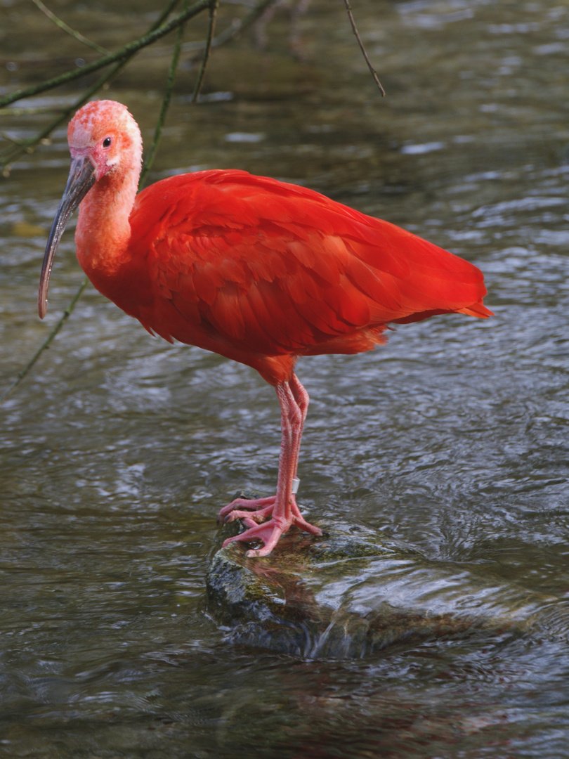 roter Sichler - Hellabrunn