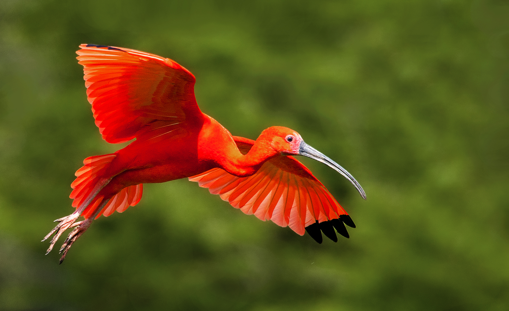 Roter Sichler im Flug 001