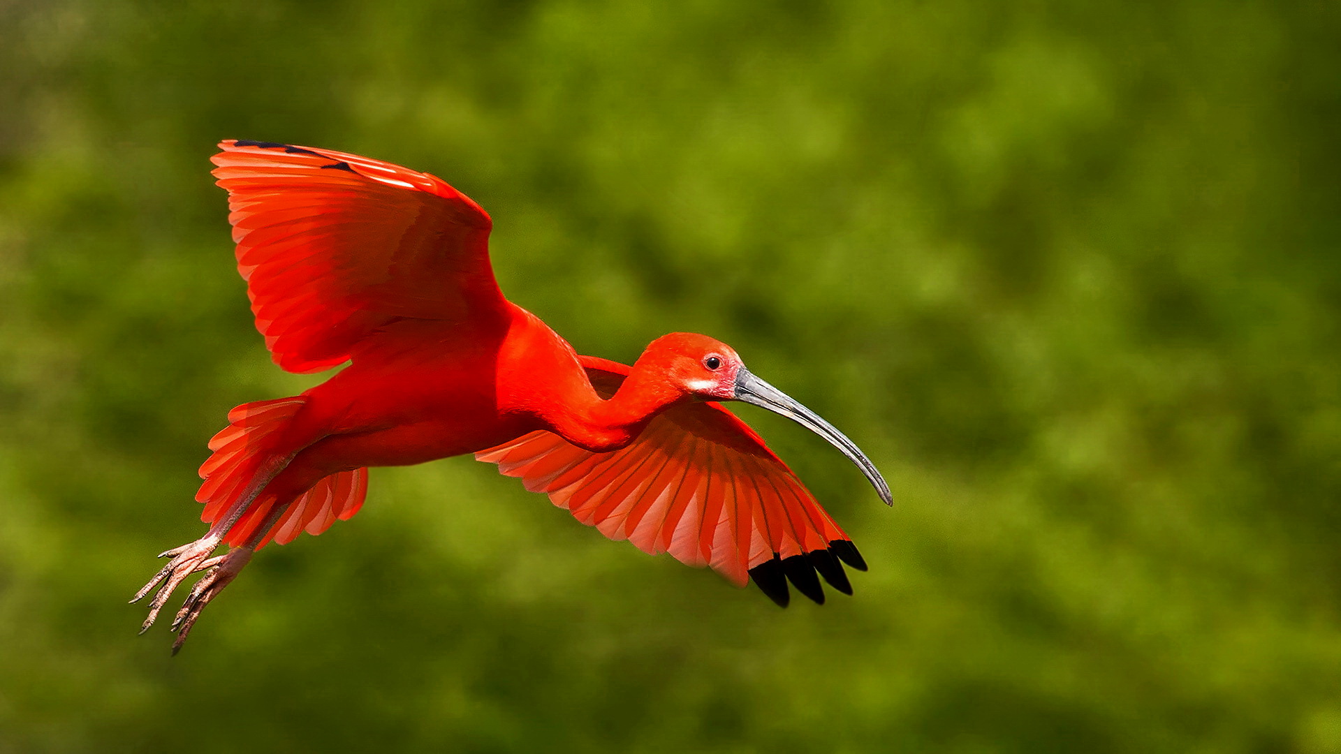 Roter Sichler im Flug 001