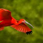 Roter Sichler im Flug 001