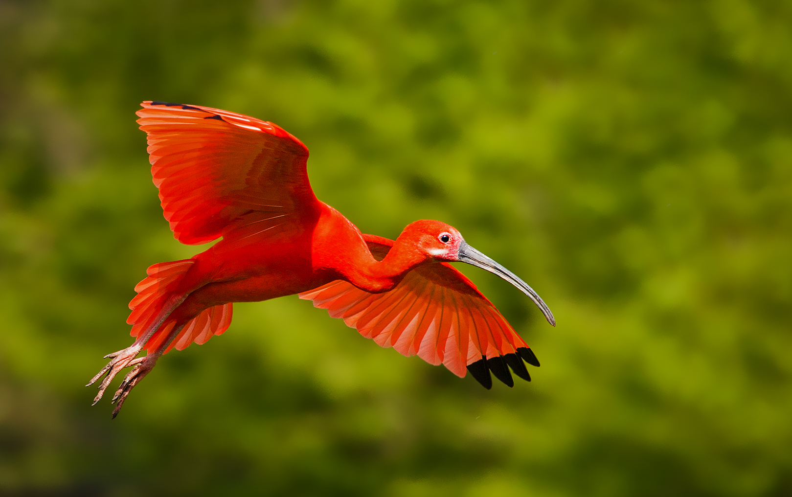 Roter Sichler im Flug 