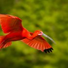 Roter Sichler im Flug 