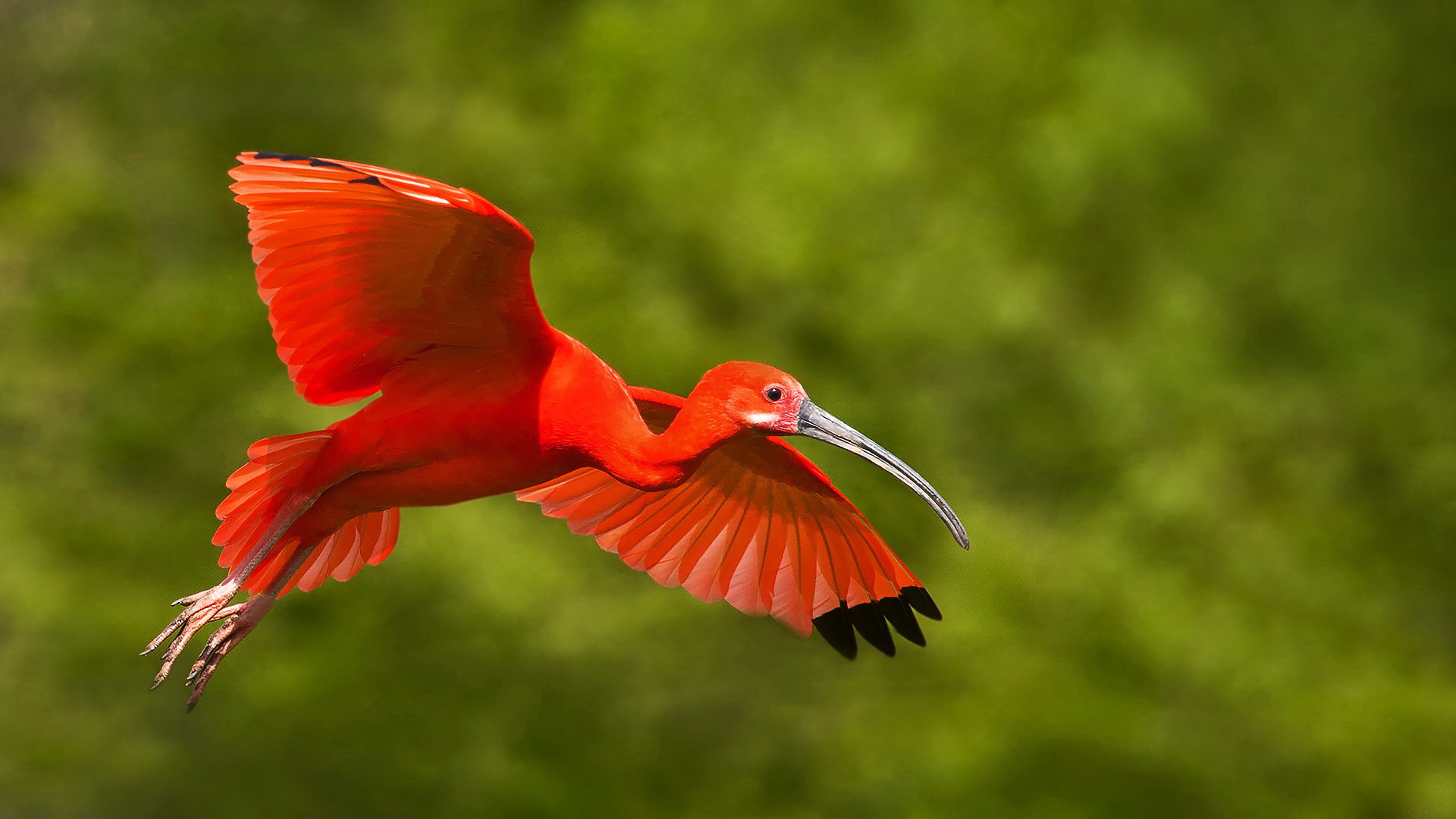 Roter Sichler im Flug 