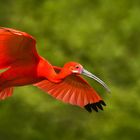 Roter Sichler im Flug 