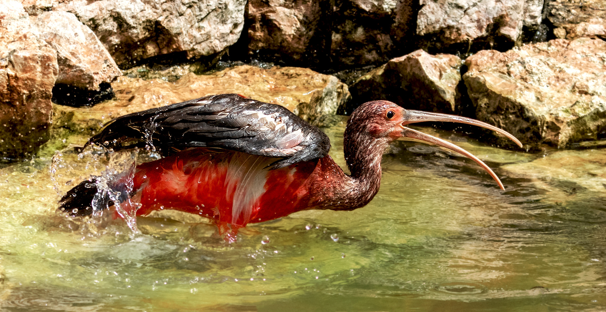 Roter Sichler Jungvogel 001 