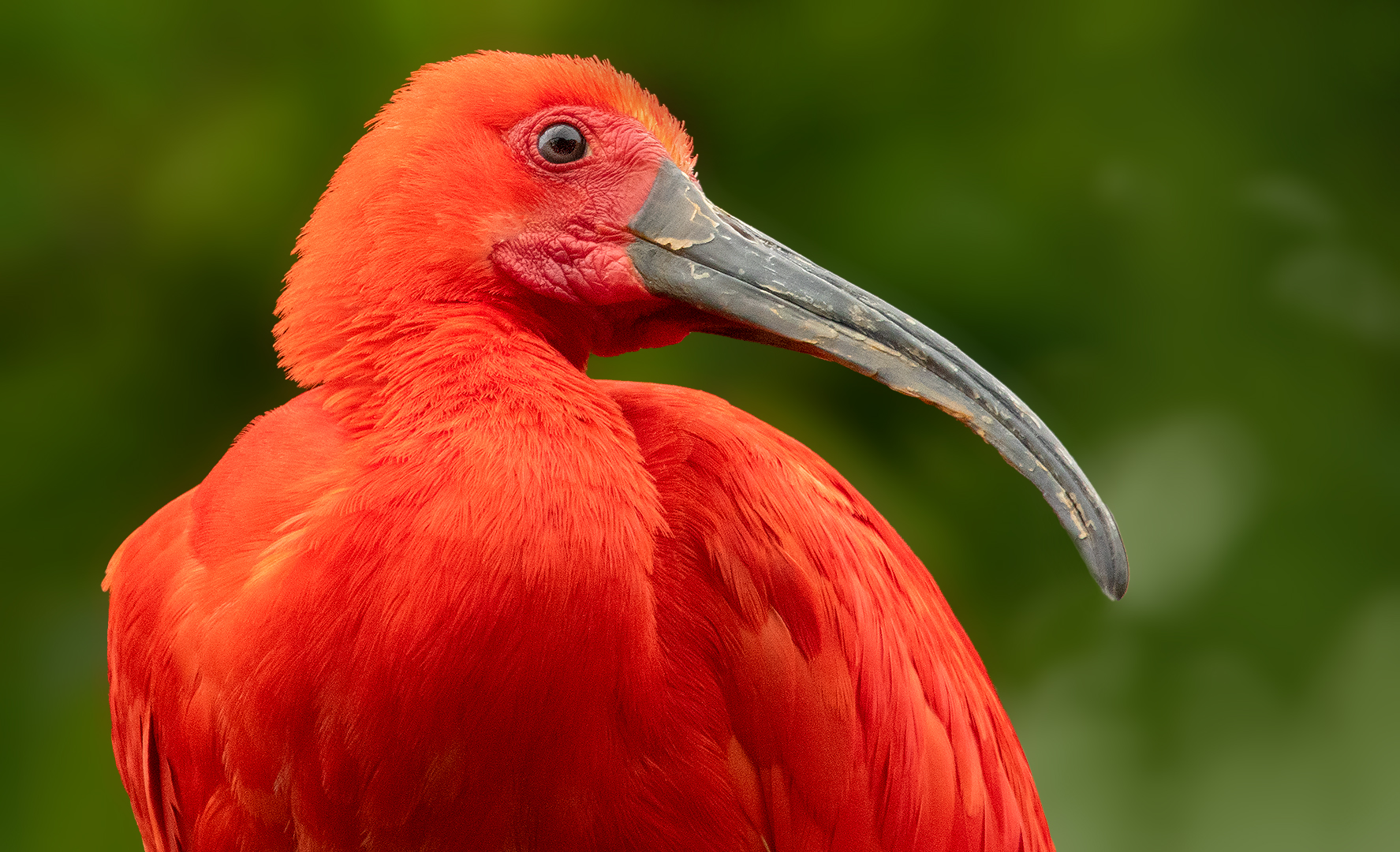 Roter Sichler Portrait 002