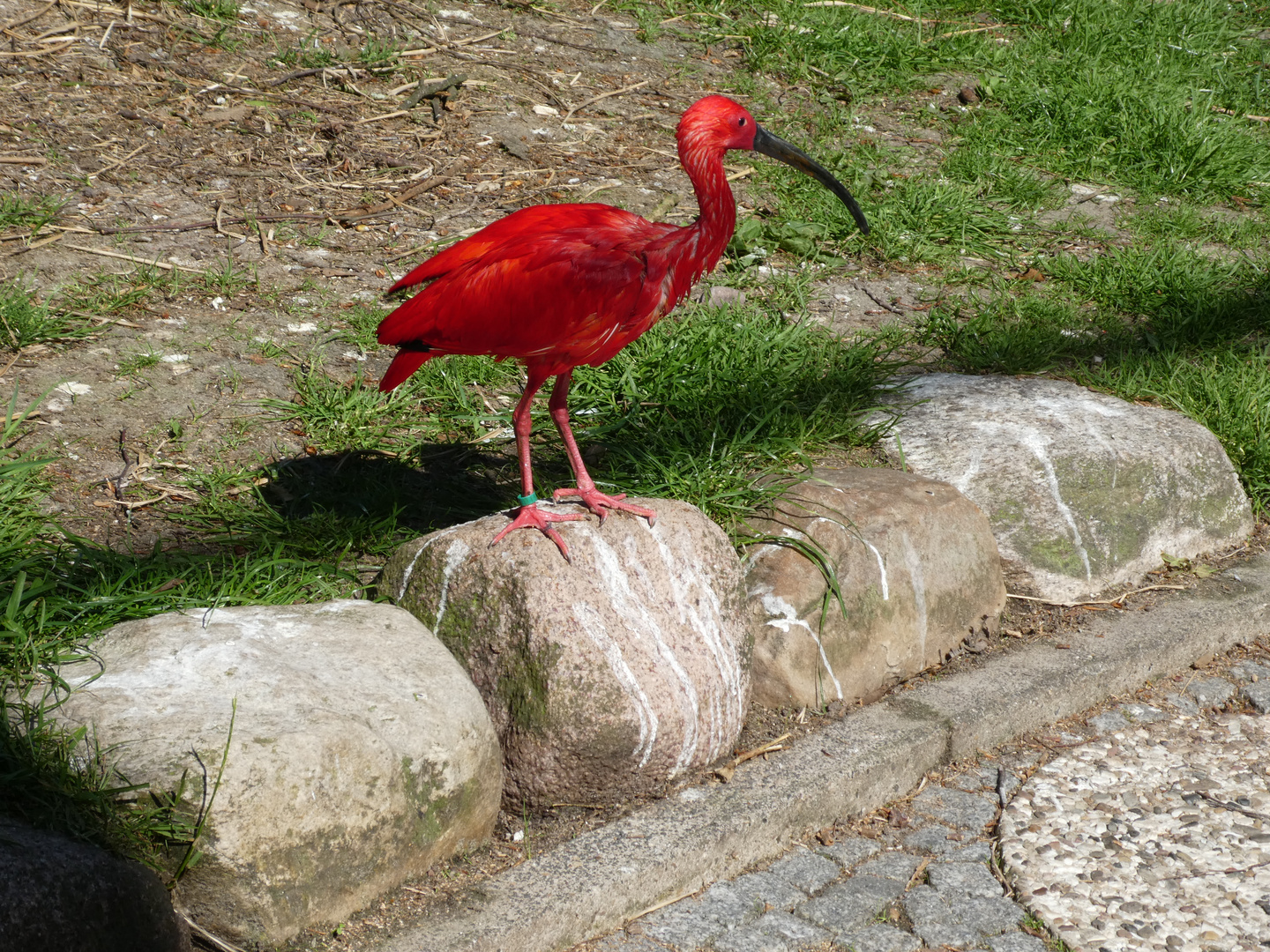 Roter Sichler - Scarlet Ibis