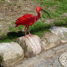 Roter Sichler - Scarlet Ibis