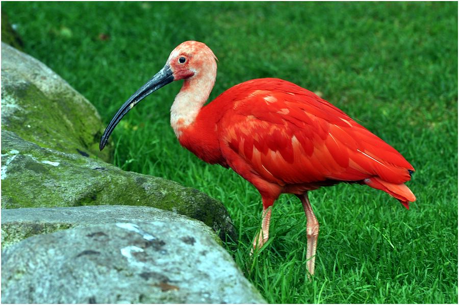 Roter Sichler (Scharlachroter Ibis)