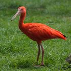 Roter Sichler ( Vogelpark Walsrode )