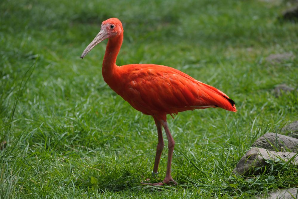 Roter Sichler ( Vogelpark Walsrode )