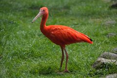 Roter Sichler ( Vogelpark Walsrode )