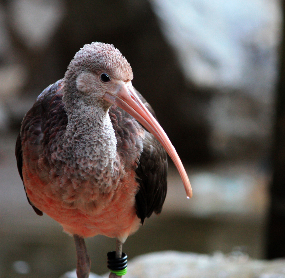 Roter Sichler Zoo Duisburg