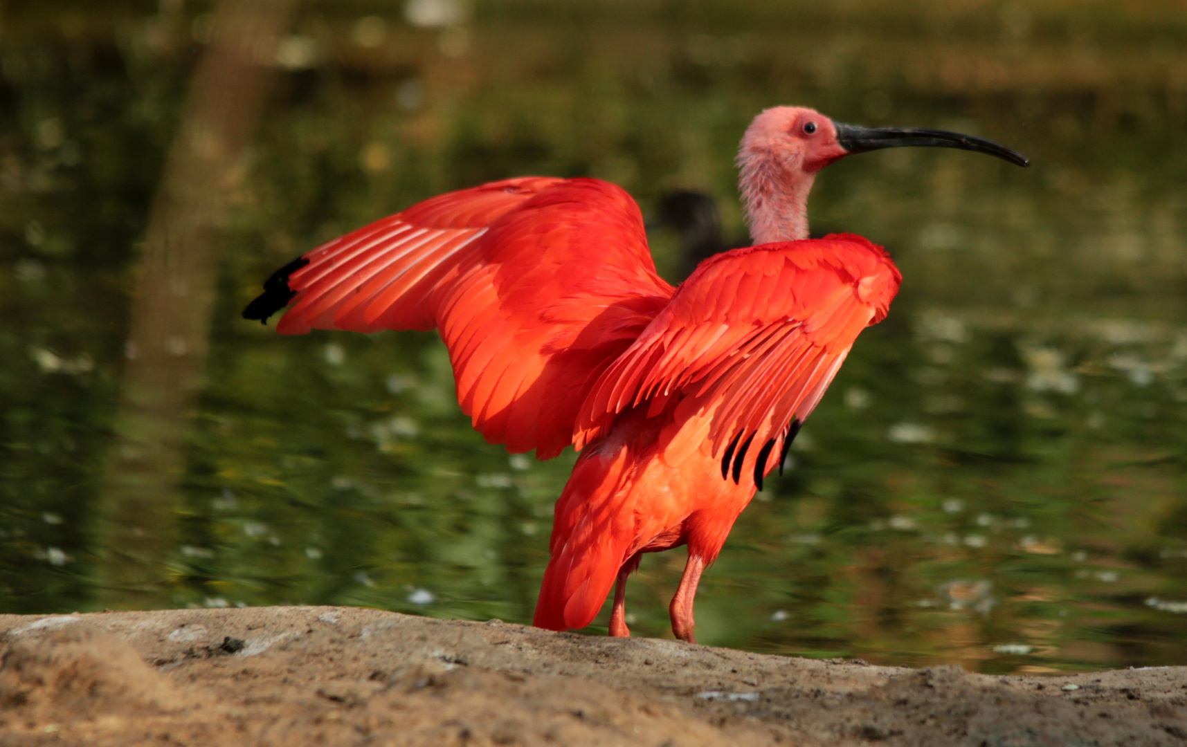 Roter Sichler - Zoo Leipzig