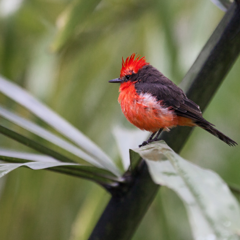 Roter Singvogel 1