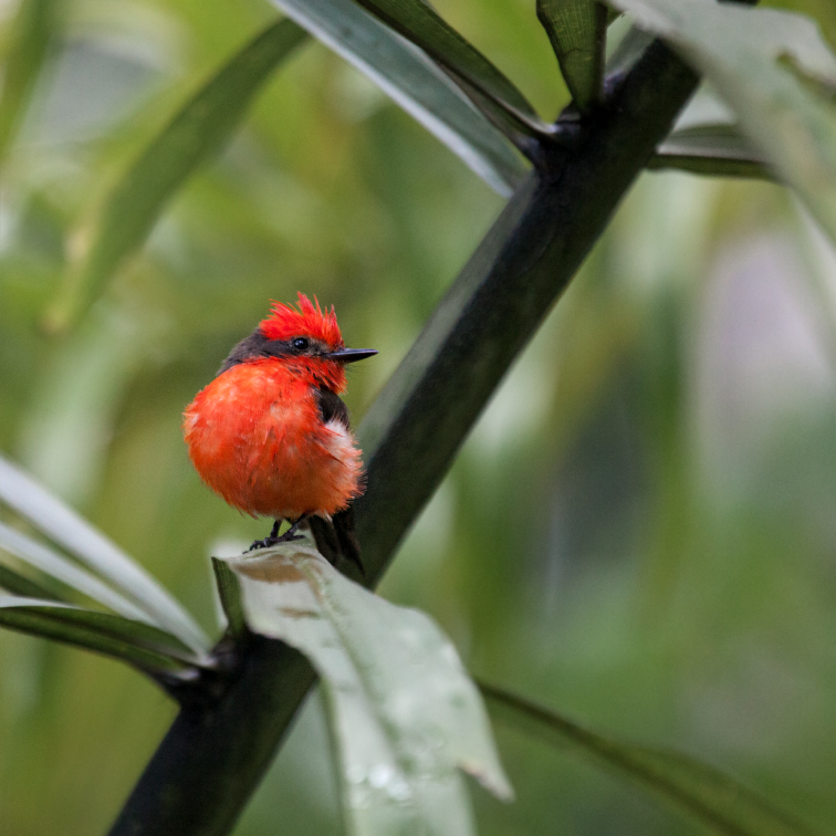 Roter Singvogel 2