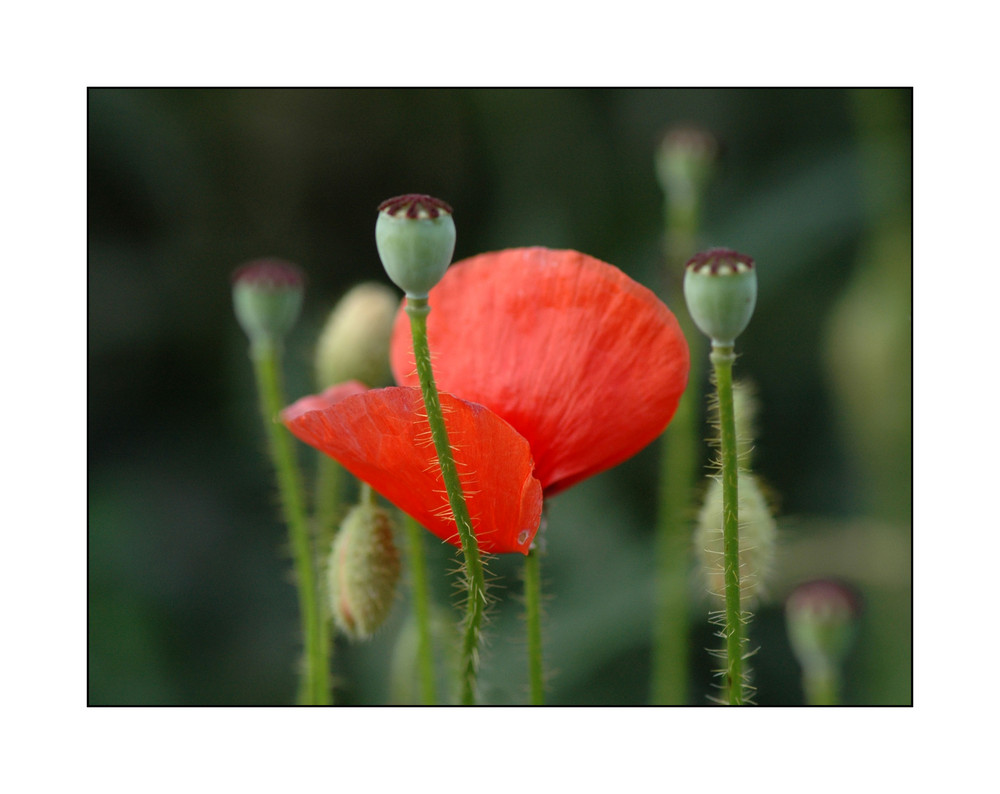 Roter Sommer