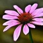 Roter Sonnenhut - Echinacea purpurea -