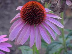 Roter Sonnenhut (Echinacea purpurea)