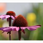 Roter Sonnenhut (Echinacea purpurea syn Rudbeckia purpurea)