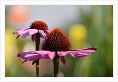 Roter Sonnenhut (Echinacea purpurea syn Rudbeckia purpurea)