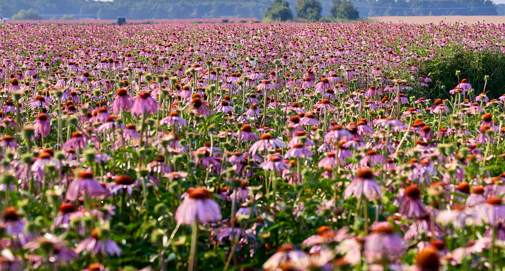 Roter Sonnenhut (Echinacea) soweit das Auge reicht