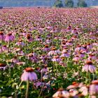 Roter Sonnenhut (Echinacea) soweit das Auge reicht