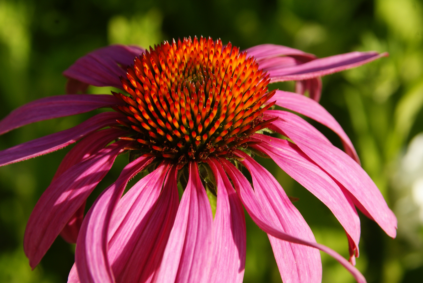 Roter Sonnenhut im Garten