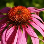 Roter Sonnenhut im Garten