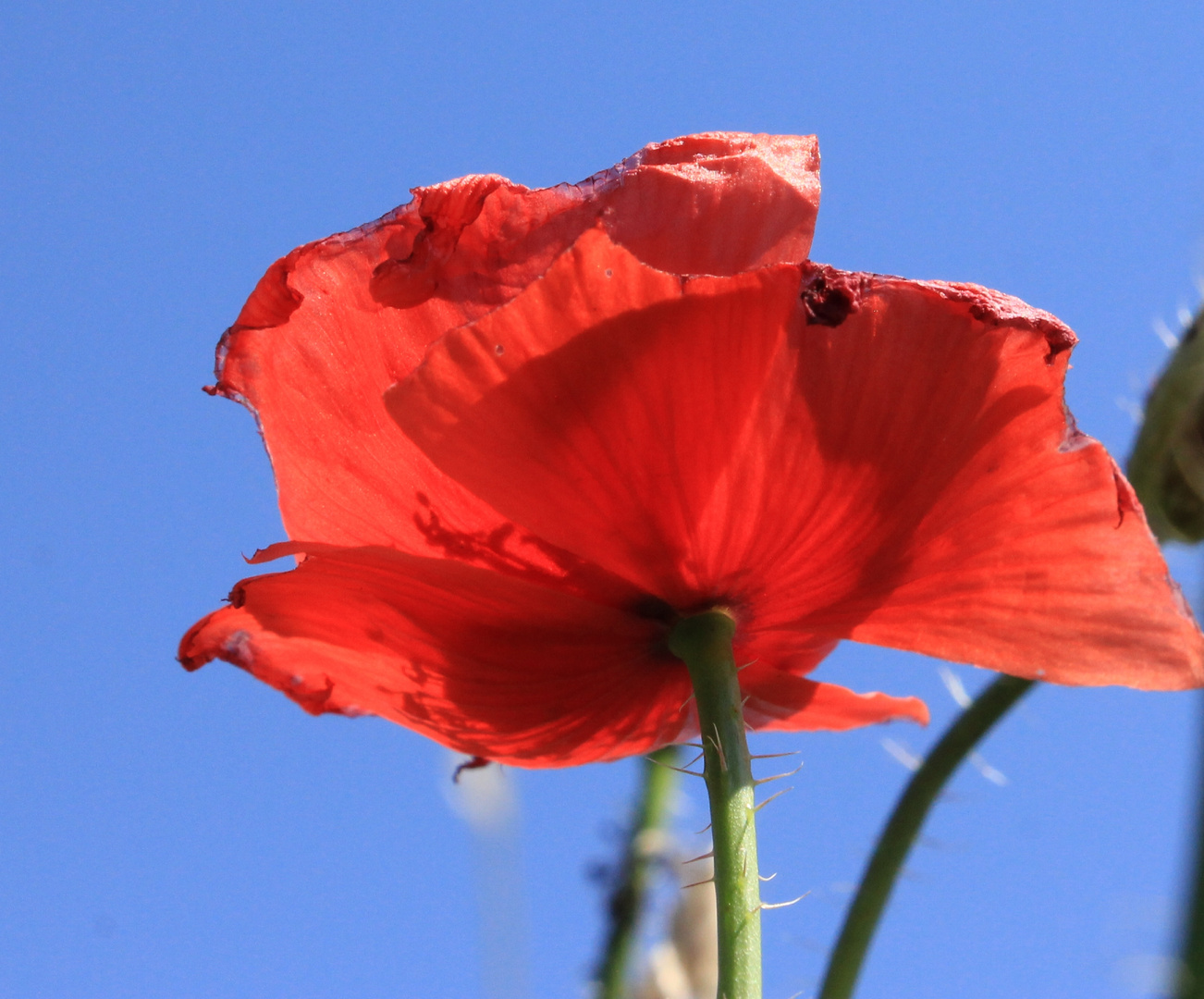 Roter Sonnenschein 